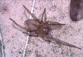 Attēlu rezultāti vaicājumam “Cheiracanthium sp. male”