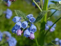 Attēlu rezultāti vaicājumam “Symphytum asperum leaf”