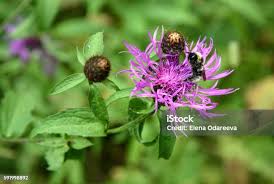 Attēlu rezultāti vaicājumam “Centaurea jacea flower”