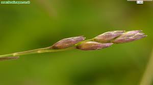 Attēlu rezultāti vaicājumam “Danthonia decumbens bud”