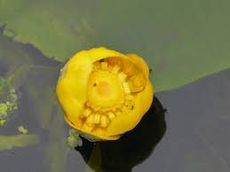 Attēlu rezultāti vaicājumam “Nuphar lutea fruit”