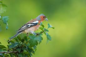 Attēlu rezultāti vaicājumam “Fringilla coelebs nest”