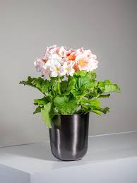 Image result for Primula obconica