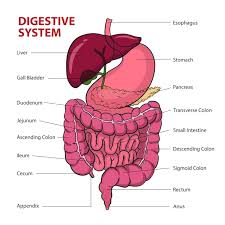 Image result for system diagram