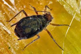 Attēlu rezultāti vaicājumam “Rhopalosiphum oxyacanthae”