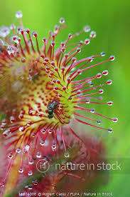 Attēlu rezultāti vaicājumam “Drosera rotundifolia leaf”