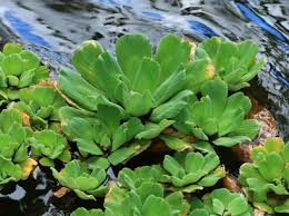 Attēlu rezultāti vaicājumam “Pistia stratiotes”