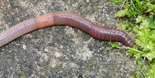 Attēlu rezultāti vaicājumam “Lumbricus terrestris”