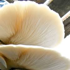 Attēlu rezultāti vaicājumam “Hypsizygus ulmarius”