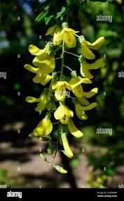 Attēlu rezultāti vaicājumam “Laburnum anagyroides flower”