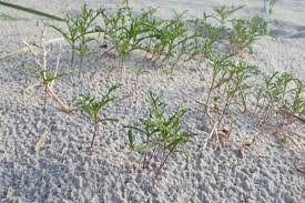 Attēlu rezultāti vaicājumam “Cakile maritima subsp. baltica leaf”