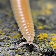 Attēlu rezultāti vaicājumam “Myriapoda”