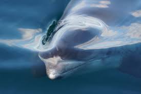 Image result for Lagenorhynchus albirostris