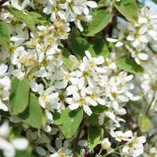 Attēlu rezultāti vaicājumam “Amelanchier spicata flower”