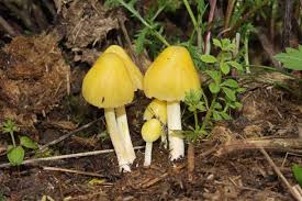 Attēlu rezultāti vaicājumam “Bolbitius vitellinus”