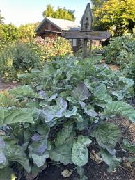 Image result for Taunton Deane