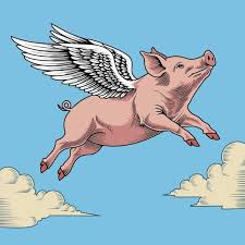 Image result for flying pigs