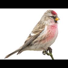 Attēlu rezultāti vaicājumam “Carduelis flammea female”