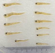 Image result for Boreogadus saida