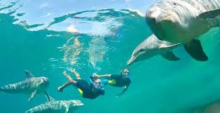 Image result for Belfairs Dolphins Snorkelling Club