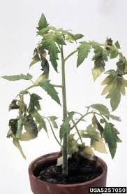 Afbeeldingsresultaat voor earl faux tomato