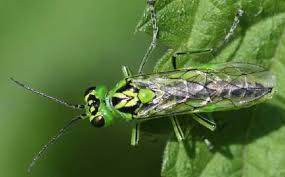 Attēlu rezultāti vaicājumam “Rhogogaster picta”