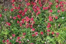 Attēlu rezultāti vaicājumam “Helianthemum x hybridum flower”