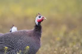 Attēlu rezultāti vaicājumam “Numida meleagris adult”