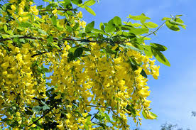 Attēlu rezultāti vaicājumam “Caragana arborescens fruit”