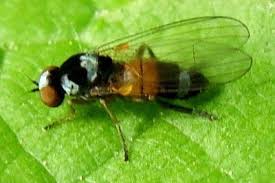 Attēlu rezultāti vaicājumam “Platypezidae”