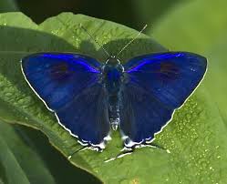 Attēlu rezultāti vaicājumam “Typhula erythropus”