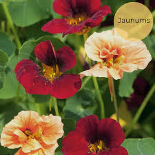 Image result for Tropaeolum minus