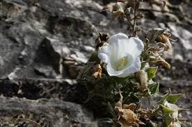 Image result for Campanula formanekiana