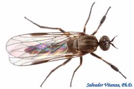 Attēlu rezultāti vaicājumam “Empididae”