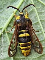 Attēlu rezultāti vaicājumam “Sesia apiformis”