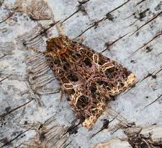 Attēlu rezultāti vaicājumam “Hadena rivularis”