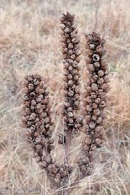 Attēlu rezultāti vaicājumam “Verbascum thapsus bud”