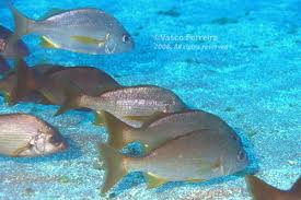 Image result for Pomadasys incisus