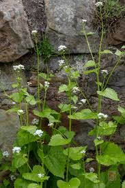 Image result for Alliaria petiolata