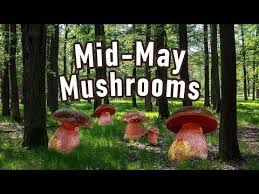 Attēlu rezultāti vaicājumam “Sutorius luridiformis”