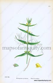 Attēlu rezultāti vaicājumam “Melampyrum sylvaticum”