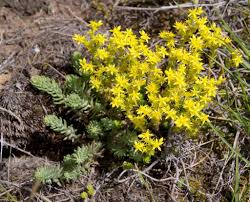 Attēlu rezultāti vaicājumam “Sedum sexangulare flower”