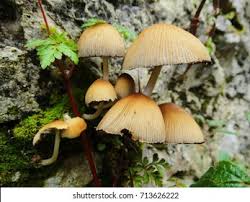 Attēlu rezultāti vaicājumam “Mycena viscosa”