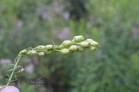 Attēlu rezultāti vaicājumam “Linaria vulgaris bud”