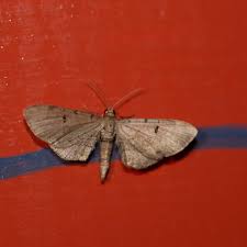 Attēlu rezultāti vaicājumam “Eupithecia icterata female”