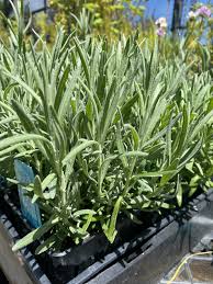 Attēlu rezultāti vaicājumam “Lavandula angustifolia”