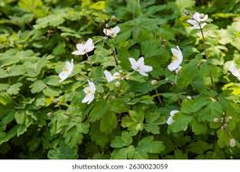 Attēlu rezultāti vaicājumam “Isopyrum thalictroides leaf”