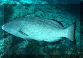 Image result for Mycteroperca olfax