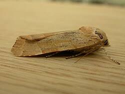 Attēlu rezultāti vaicājumam “Noctua fimbriata larva”