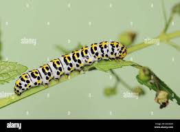 Attēlu rezultāti vaicājumam “Shargacucullia scrophulariae”